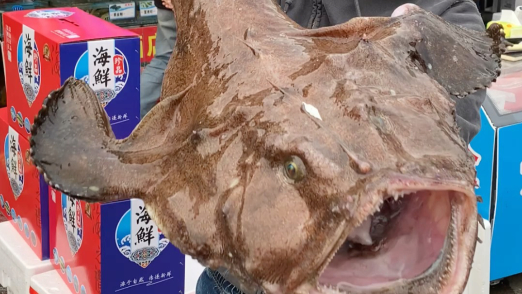 海底最丑的鱼，活的安康鱼！肉质细嫩，号称水中鹅肝的宝藏海鲜，就连鱼腮都能吃！