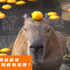 有谁想“皈依豚门”，出门就各种叠叠乐，水豚的精神状态我可太羡慕了