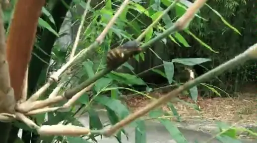 （懒人）-华南植物园的竹蝉