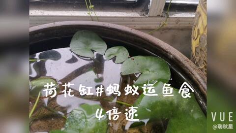 生态缸制作过程 11af285d393b2c72ceb8e89d144c8cb5764aca0e.jpg@480w_270h_1c