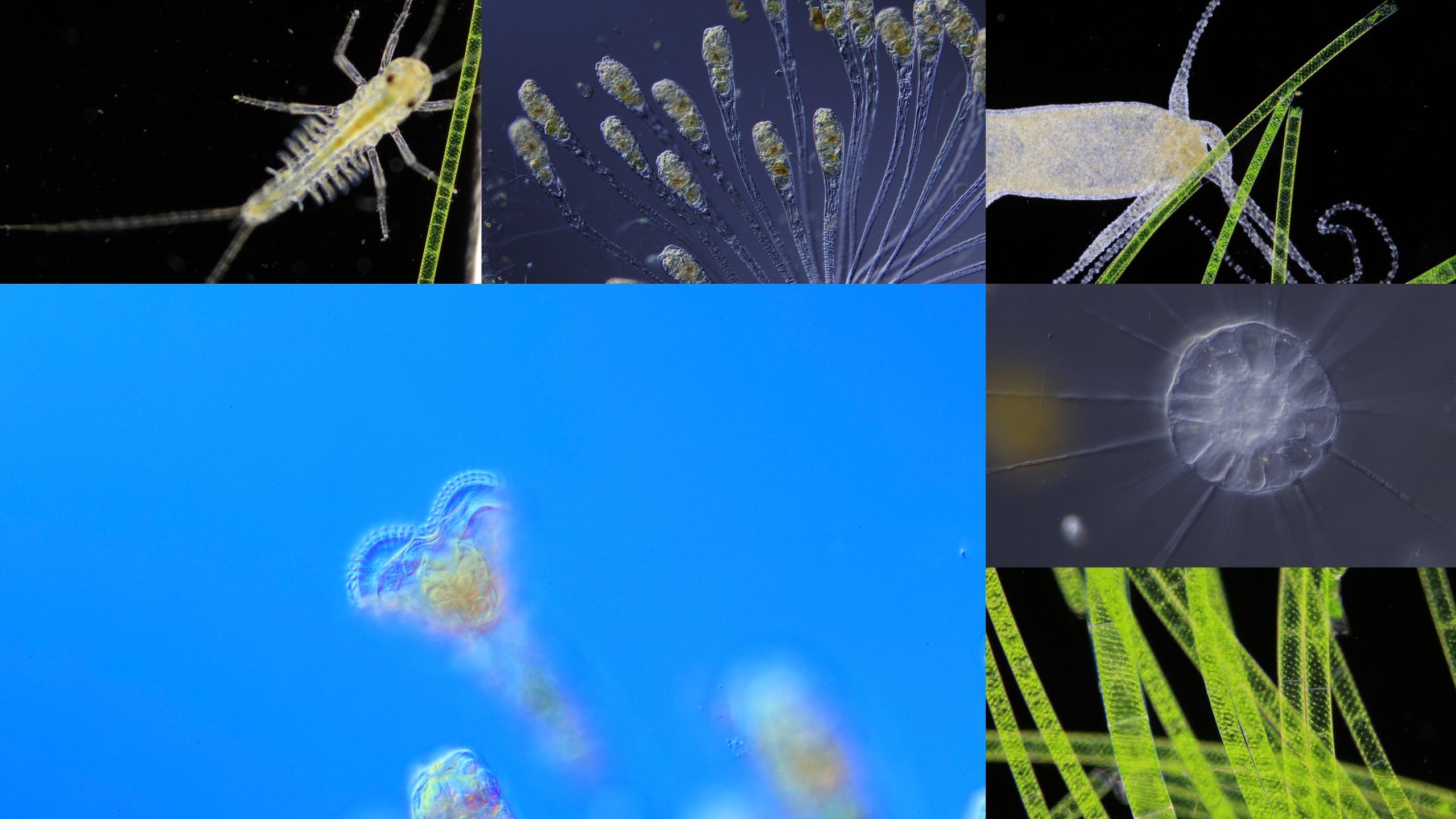 显微镜下的绝美微生物世界（超燃混剪）