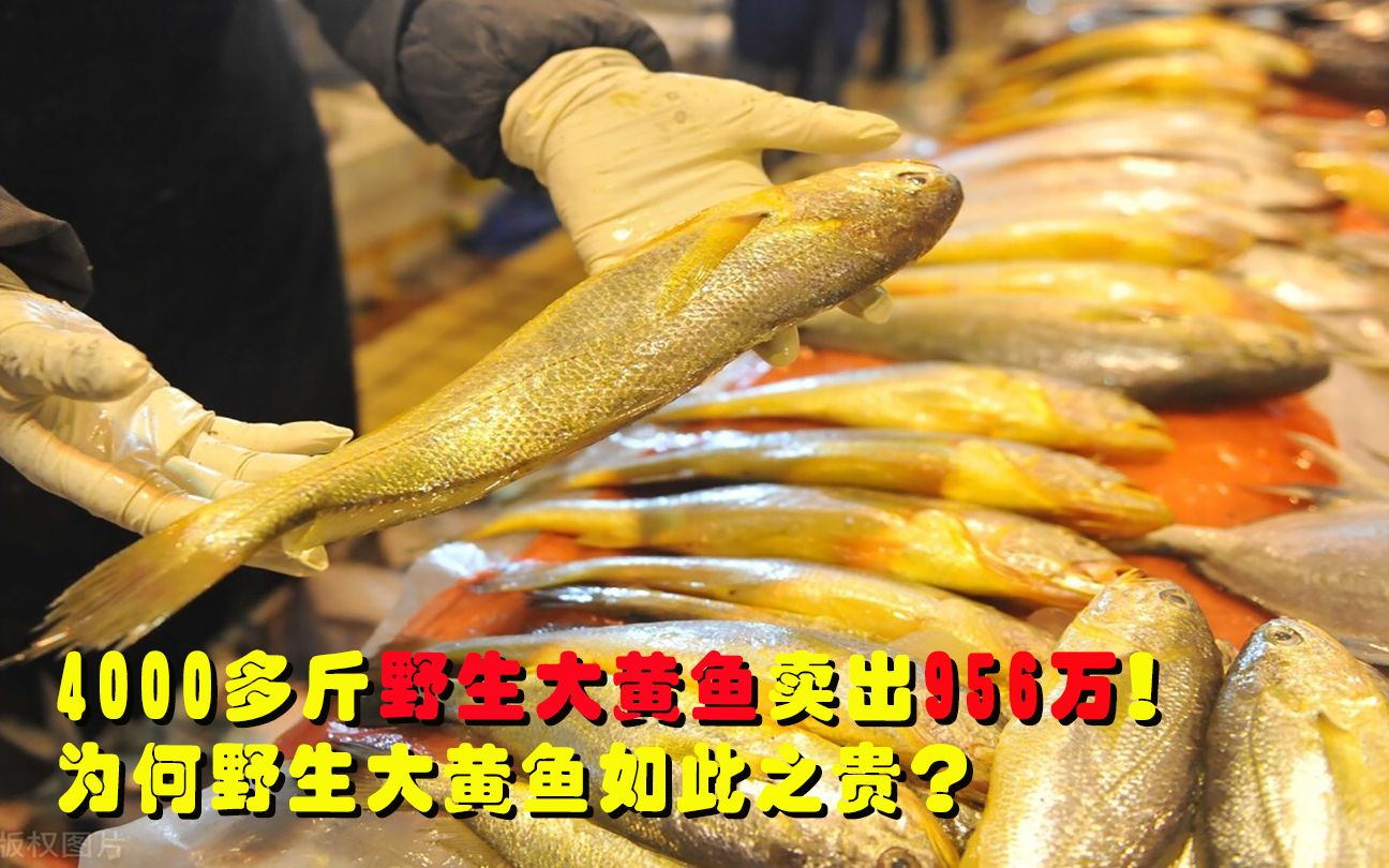 4000多斤野生大黄鱼,卖出957万!一斤两千多?为何野生大黄鱼这么贵?