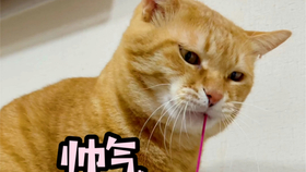 嘻嘻小猫 11e79b2c3ece55c3255658d920e33077683f1f90.jpg@280w_158h_1c_100q.jpg