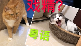 11ece16b4232aca658a25105e33d42c4401f77f6.jpg@280w_158h_1c_100q.jpg