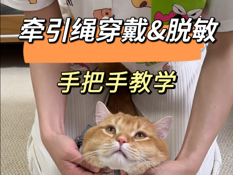 保姆级猫咪牵引绳穿戴&脱敏攻略