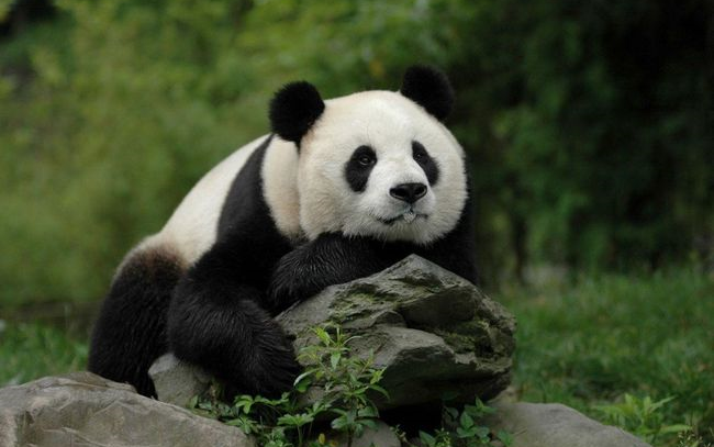 央视纪录片《美丽中国·大熊猫故事专题》15集全集(双语字幕) Amazing China