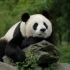 央视纪录片《美丽中国》大熊猫故事专题 15集全集(双语字幕) Amazing China