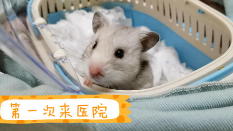 12026f5afcd20db4748d7c2f03d80b10f17dce2f.jpg@480w_270h_1c