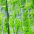 显微镜下的叶绿体“偷渡”现象