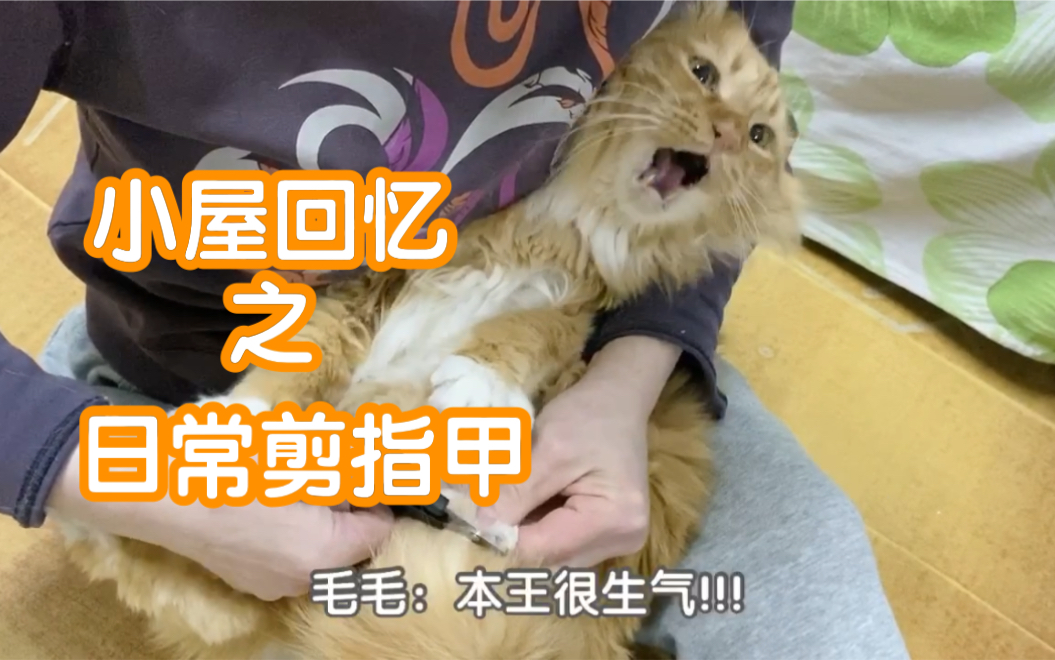 小屋日常 给猫猫剪指甲的日常 花式吸猫 哔哩哔哩 つロ干杯 Bilibili