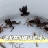 日本原生河道的原生生物小鱼小虾小虫你们都认识吗？