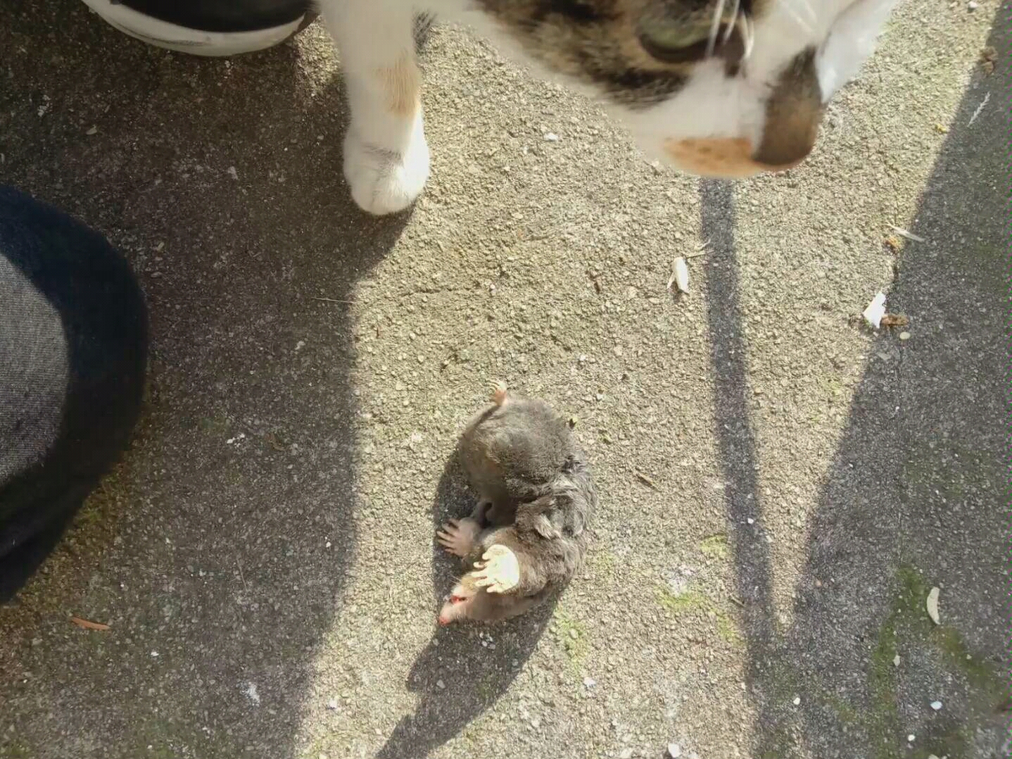 每天猫都能抓住一些奇怪动物 哔哩哔哩 つロ干杯 Bilibili