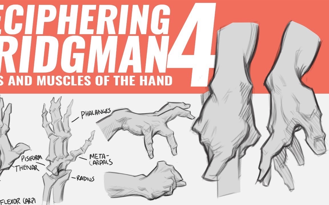 解读布里奇曼-手的解剖与绘制
