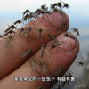 我又和蚊子打起来了