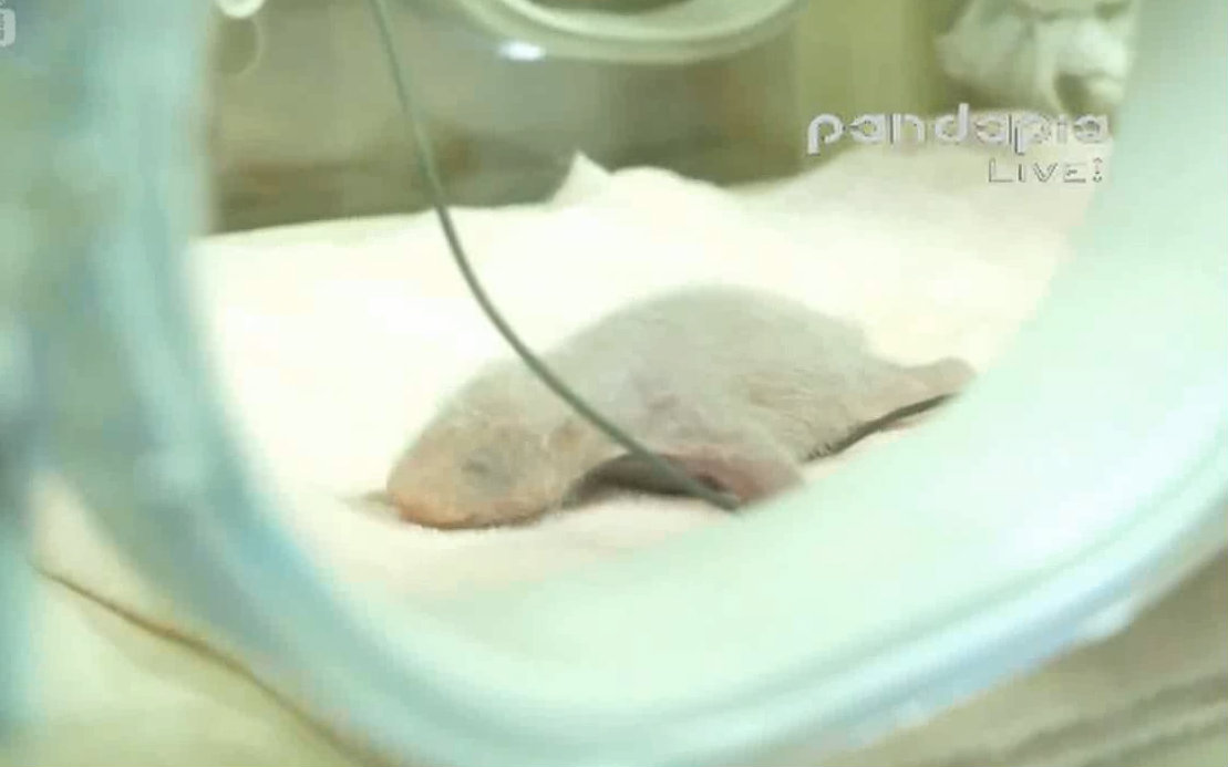 20160604【pandapia】大熊猫梅浜宝宝的首次直播