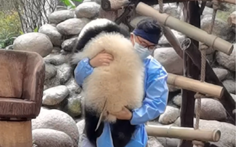 熊猫饲养员的健身项目（福多多变杠铃）