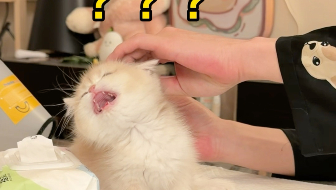 听说提前给小猫做脱敏训练。小猫就不怕打针了。结果….