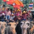 泰国大象节，一场惊艳的人象集体狂欢