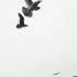 E123 震撼大气水墨中国风海鸥海鸟飞翔老鹰盘旋鸟类大鸟特写神奇动物视频制作后期合成动态视频素材
