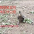 24天大的玄凤鹦鹉怎么区分公母？看了这个走路姿势对比你分辨出来了吗？