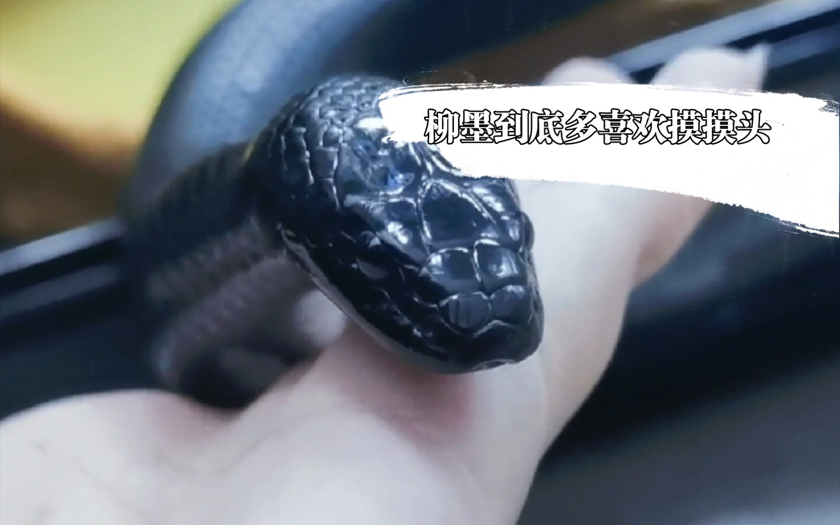 【黑王蛇】【柳墨】见过趴在手里任rua的蛇吗？