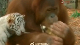 129963d2a26f139799405b1b733abd69d1f31a5b.jpg@280w_158h_1c_100q.jpg