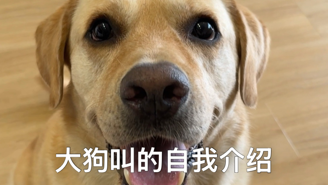 你好 重新认识一下 我是大狗叫～