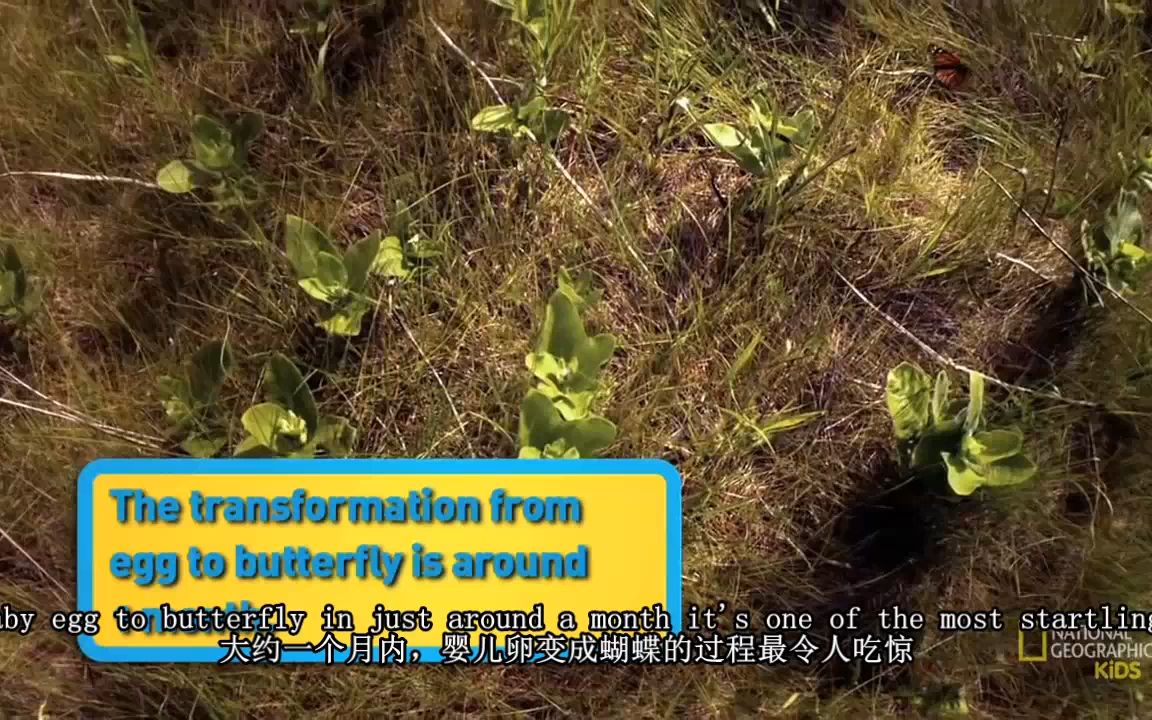 外研2019必修一unit 5 备课资料-黑脉金斑蝶MONARCH BUTTERFLY（双语字幕）