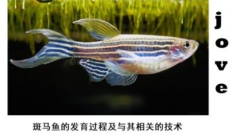 12b7528074f83993c7592443349764a2cd7f02ca.jpg@480w_270h_1c