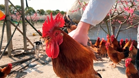 多少斤算大公鸡 12d9888c4734ca5a93cf054ecdb79563649db80d.jpg@280w_158h_1c_100q.jpg