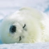 冰冻荒野  竖琴海豹的生活