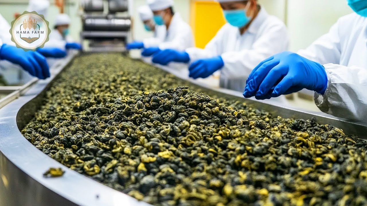 茶叶的种植与收割，如何在加工厂将数百万片茶叶加工成乌龙茶