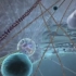 【分子生物学动画】胞内漫游 Overview of cell structure（中英双字幕）