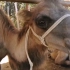 骆驼奶 我们牧场可爱的小骆驼，大眼长睫毛，可爱又迷人！