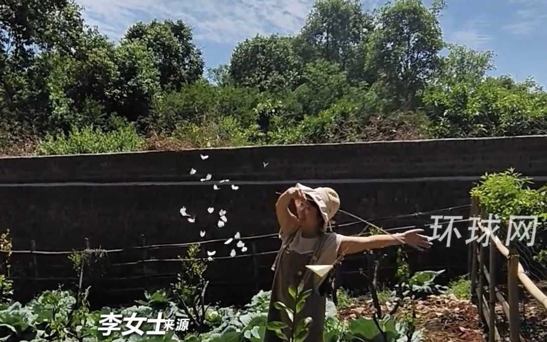女子菜园“控蝶”， 蝴蝶“听话”翩翩起舞，沉醉式体验“香妃”引蝶