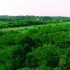 航拍珠海：绿色的红树林（一）