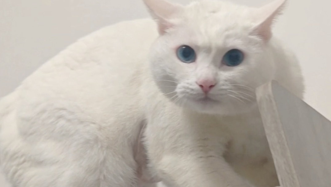 喜欢刺激的猫