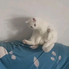 猫咪能舔到自己屁股