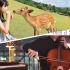 大提琴曲《奈良之歌》创作by杜蚊子到了奈良后才发现小鹿是不怕被雨淋到的…