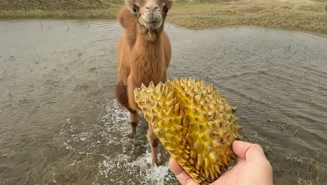 最爱吃榴莲的骆驼