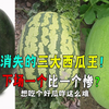 硒砂瓜，黑美人，新红宝！这些西瓜为什么很少卖了，明明那么好吃