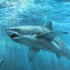 别被《大白鲨》欺骗了，这个视频带你揭秘鲨鱼的世界 ！