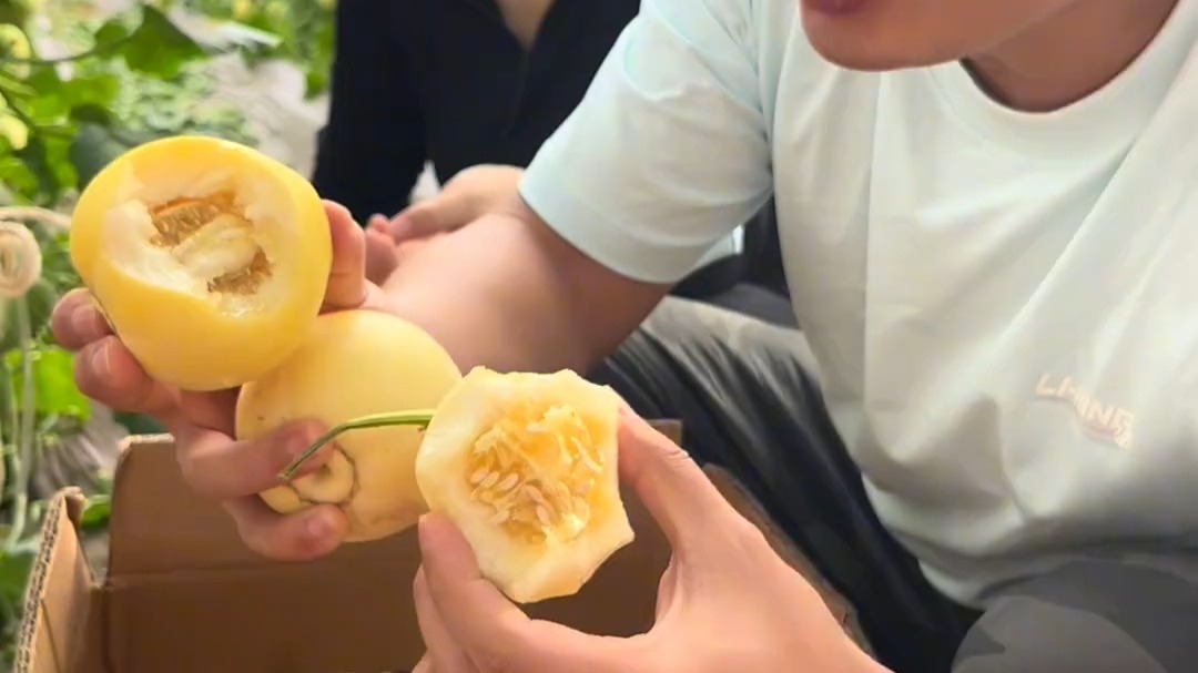 一口爆汁好吃的小蜜蜂甜瓜