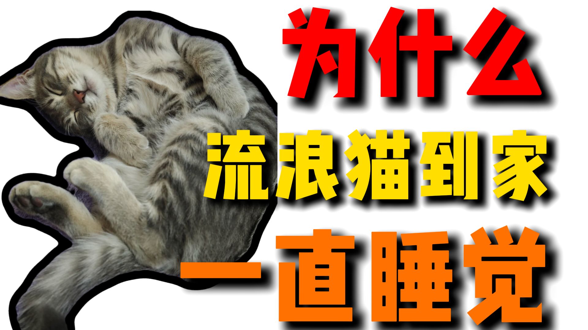 原来小猫补觉是知道自己被收养了