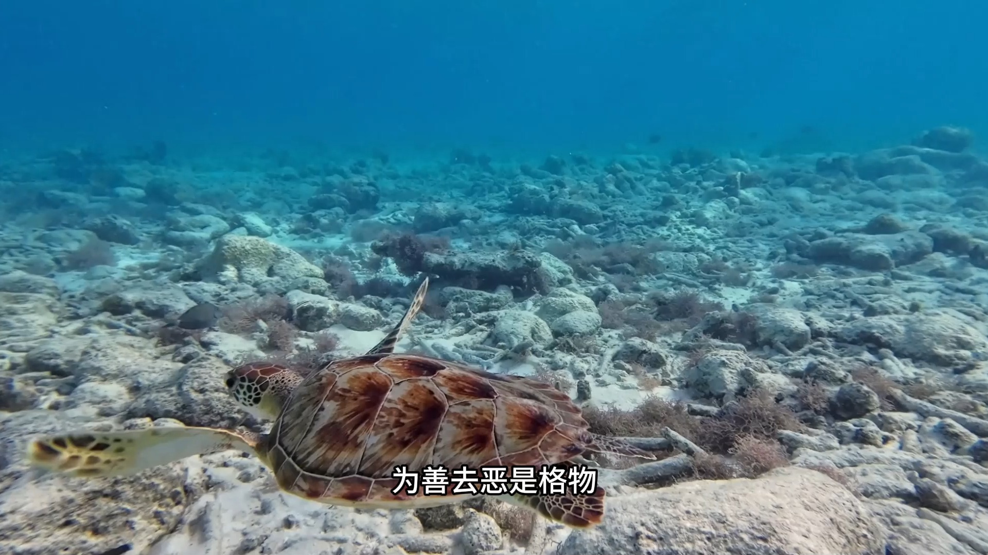 六根和本体的关系是什么？如何通过六根认识我们的本来面目？凡所见色，皆是见心！