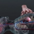 【熟肉】以3D视角观察在进行CPR时体内会发生什么