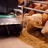 【机械化畜牧业的魅力】国外全机械化养牛农场视频