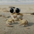 非常有趣的螃蟹动画