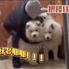 在电梯里遇见“地狱三头犬”怎么办