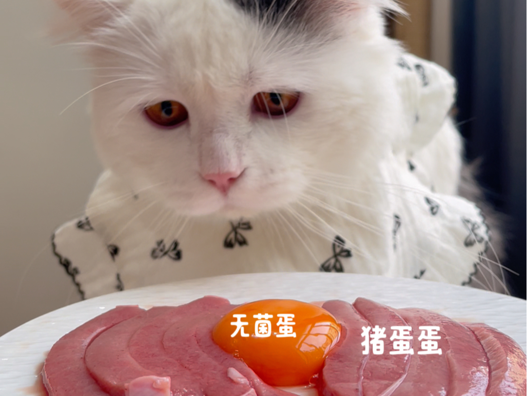 猫咪生骨肉喂养，你准备好了吗？
